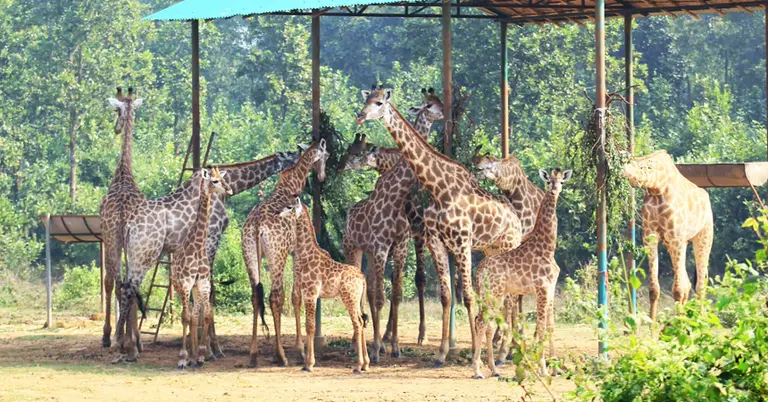 সাফারি পার্কের জিরাফ পরিবার (আগের ছবি)